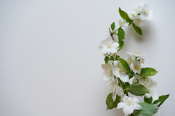 White jasmine flowers on white background