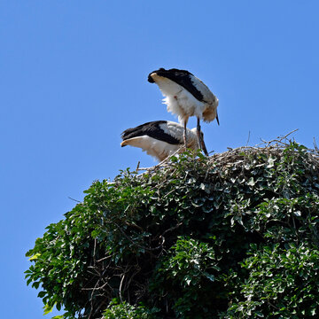 sorch kackt aus storchennest