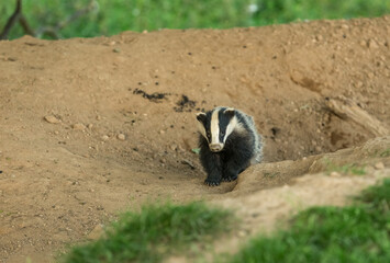 Badger cub (Scientific name: Meles Meles) A Young badger emerging from a badger sett in early evening.  Mid-Summer. Facing forward.  Blurred background. Horizontal.  Space for copy. © Moorland Roamer