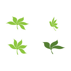 Fototapeta na wymiar Set Leaf Logo Template vector