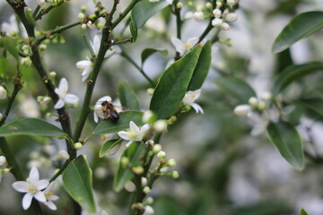 Bee on orange tree