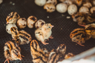 A newborn quail baby stands among the Chicks and eggs in an incubator. Poultry factory and egg production
