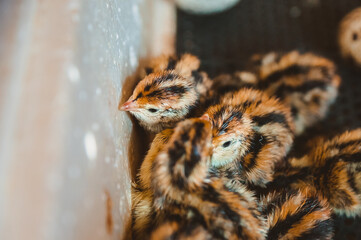 Quail Chicks are crowded on the warm side of the incubator. Poultry farm and egg production at home