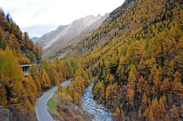 Hiking from Täsch to Zermatt through a forest of larches in autumn.