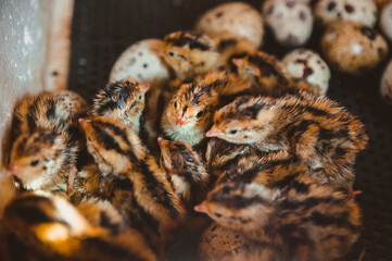 Many quail Chicks huddle together in the incubator. Poultry farm and egg production at home