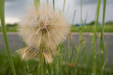 Closeup of dandelion in high grass