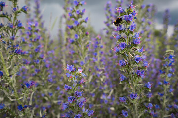 Closeup of purple wild flower field