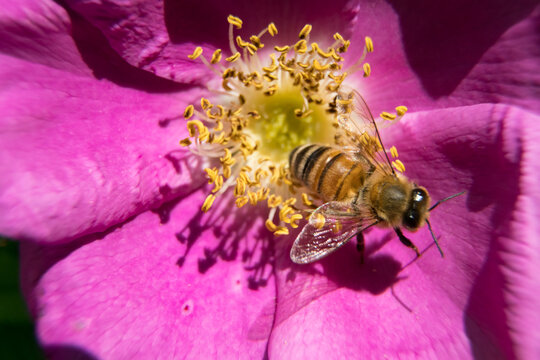 Closeup bee on purple rose flower