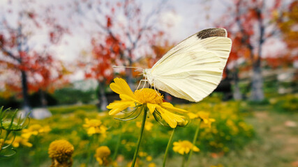 butterfly on a flower
