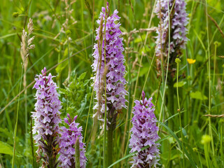 Common Spotted Orchids in a grass meadow