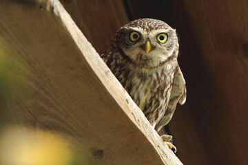 great horned owl