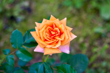 Orange rose in a flower bed. Bright and beautiful flower. Rosebud.