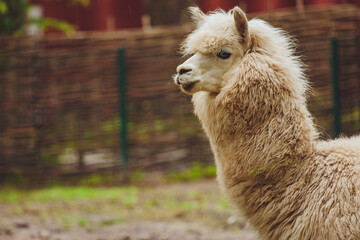 Obraz premium Beautiful lama alpaca close up. Llama Alpaca Head