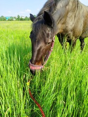Beautiful black horse eating grass in the field, pasture