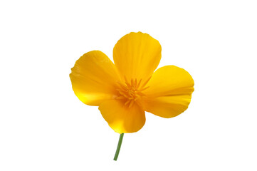 Beautiful  California poppy  flower isolated on white background. Eschscholzia californica, golden poppy, California sunlight or cup of gold.