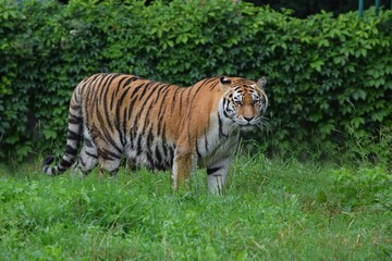 Tygrys w ogrodzie zoologicznym © Edward