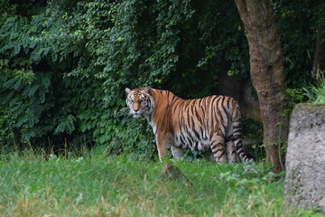 Fototapeta na wymiar Tygrys w ogrodzie zoologicznym