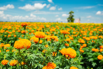 Beautiful yellow marigold gardens and sky backdrop