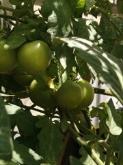 green tomatoes on the vine