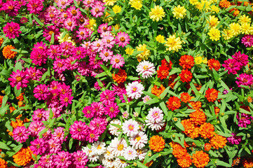 Fototapeta na wymiar Background image of beautiful multi-colored flowers