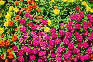 Background image of beautiful multi-colored flowers