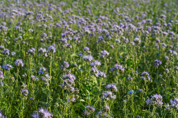 Natur Color outdoor plant