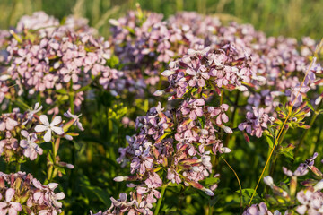 Natur Color outdoor plant