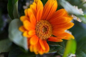 Natur Color outdoor plant