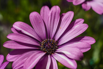 Obraz premium Natur Color outdoor plant