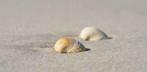 Muscheln am Strand