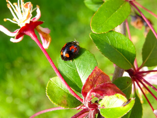 Ladybug_Black_Red