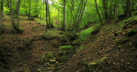 Fototapeta premium Very beautiful forest.