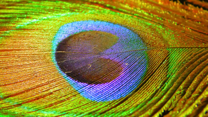 Fototapeta premium Peacock Feathers, the national bird of India peacock feather beauty of nature