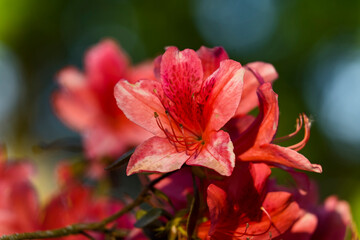 Flora Botanik Farbe Natur