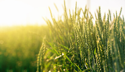 Closeup of ears of wheat. Copy space