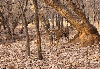 Tigress Noor cub marking territory, Ranthambore Tiger Reserve