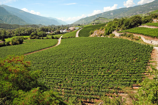 A vineyard in the Rhone Valley near Sierre.