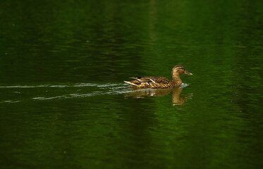 Drake swims across the pond