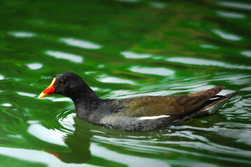 Moorhen in a pond in the wild, birds of europe