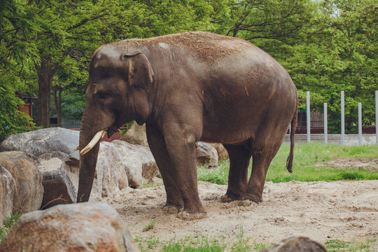 Photo of an elephant. Elephant shows his snout and trumpets.
