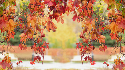 Arch of wild grapes with red leaves autumn natural background