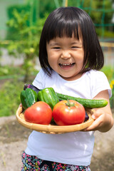 家庭菜園で採れた新鮮な野菜