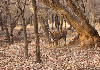 Fototapeta na wymiar Tigress Noor cub marking territory at Ranthambore Tiger Reserve