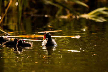 Silhouette of a moorhen in sunset light in the water