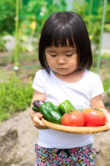 Fototapeta premium 家庭菜園で採れた新鮮な野菜