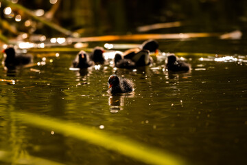 Ducklings of moorhen in sunset light wildlife pond near the house, cute birds
