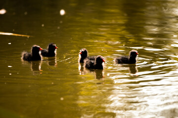 Ducklings of moorhen in sunset light wildlife pond near the house, cute birds