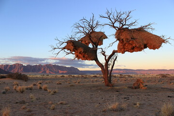 Last sunrays over Sesriem in the Namib Desert (Namibia). Incredible community nests built by sociable weavers (Philetairus socius) hang from a dry tree.