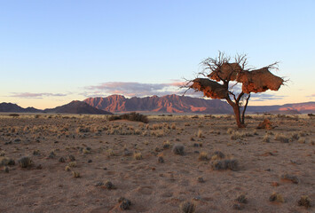 Last sunrays over Sesriem in the Namib Desert (Namibia). Incredible community nests built by sociable weavers (Philetairus socius) hang from a dry tree.