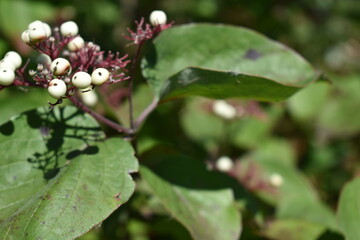 Dogwoods flowers blooming in a field
